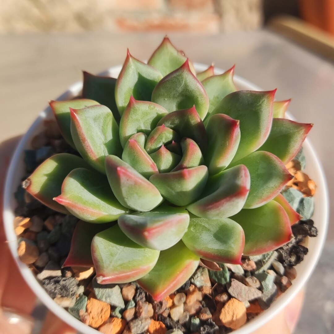 Суккуленты очень красивые растения! Немного заботы с вашей стороны и цветы вас очень удивят!