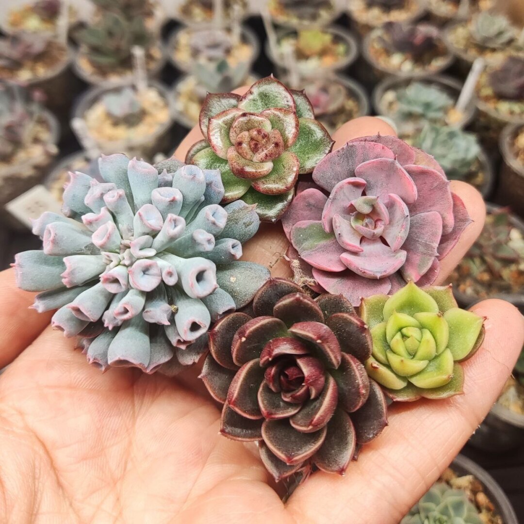 Суккуленты очень красивые растения! Немного заботы с вашей стороны и цветы вас очень удивят!