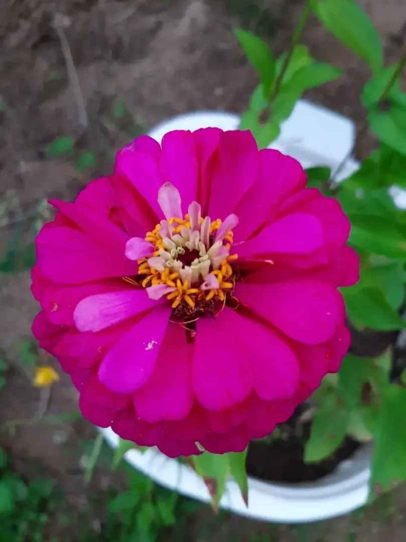 Разновидности моих цветов: какие можно вырастить на своем участке? Личный опыт выращивания цветов