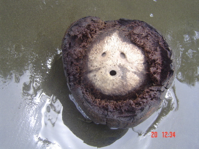 Коста-Рика, Тихий океан и Карибское море ничуть не хуже, чем Турция, Таиланд, Средиземное море и море Бали