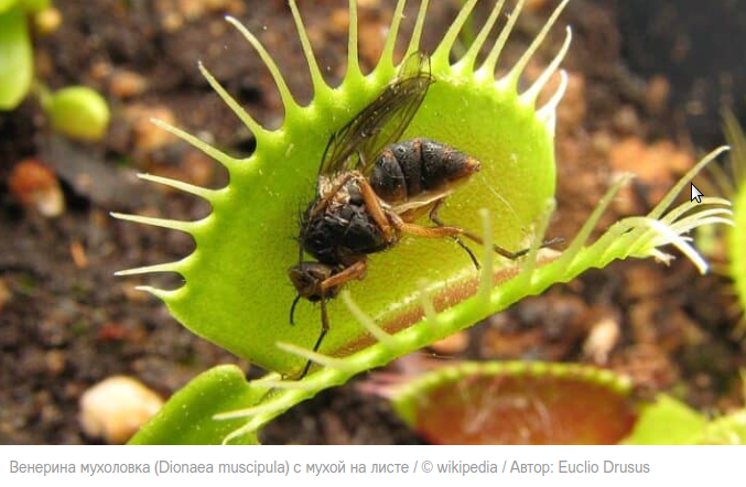 Топ 5 опасных плотоядных растений