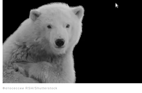 Удивительные факты о животных