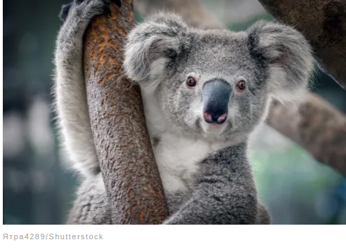 Удивительные факты о животных