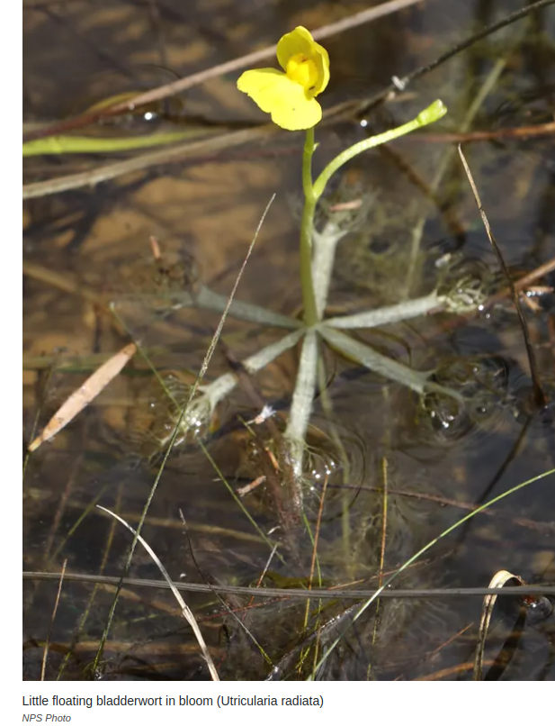 Топ 5 опасных плотоядных растений