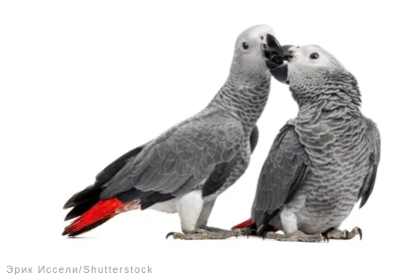 Удивительные факты о животных