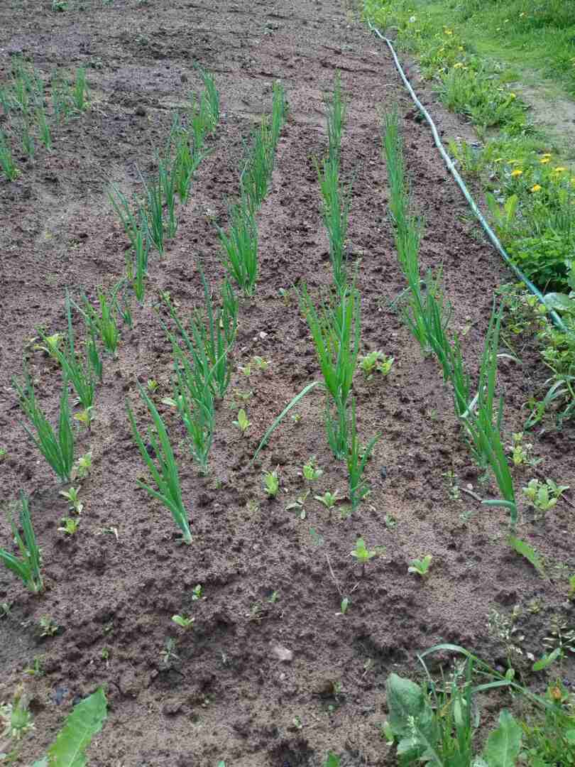 Первые результаты нашего труда на своем земельном участке: красота и польза