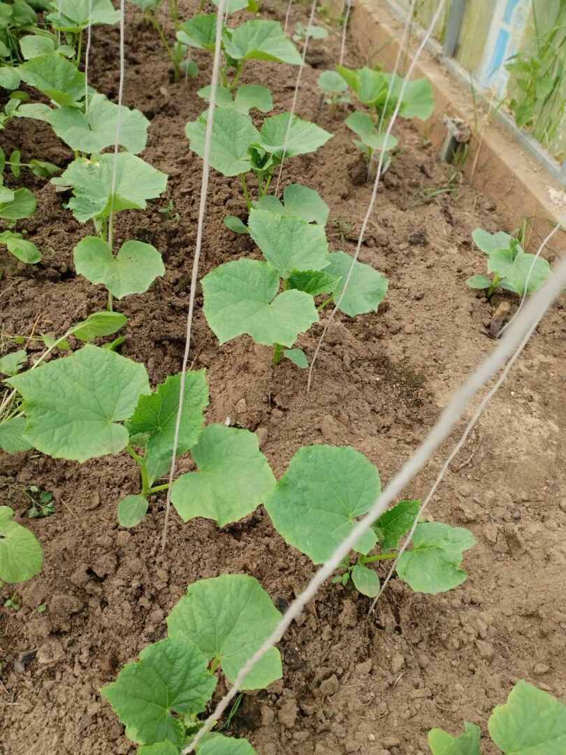 Первые результаты нашего труда на своем земельном участке: красота и польза