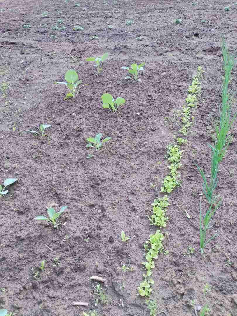 Первые результаты нашего труда на своем земельном участке: красота и польза