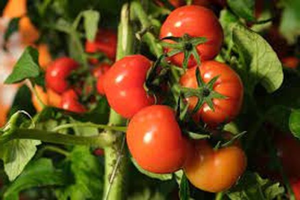 Как спасти томаты от затяжных дождей? Советы и рекомендации