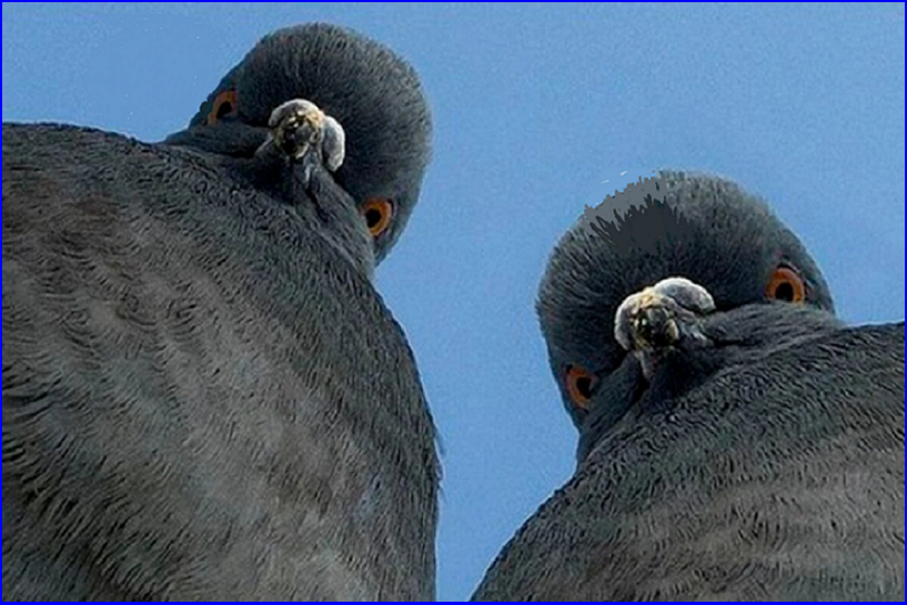 ✔️Котопозитивчик для неуКОТных🤗