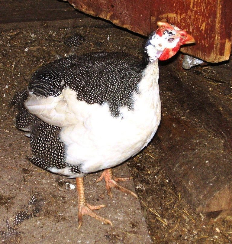 Беда пришла откуда не ждали!