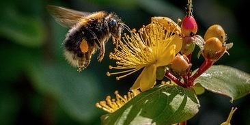 Шмели-мыслители: открытие логики в мире насекомых