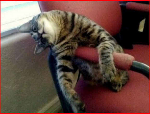 ✔️Котопозитивчик для неуКОТных🤗