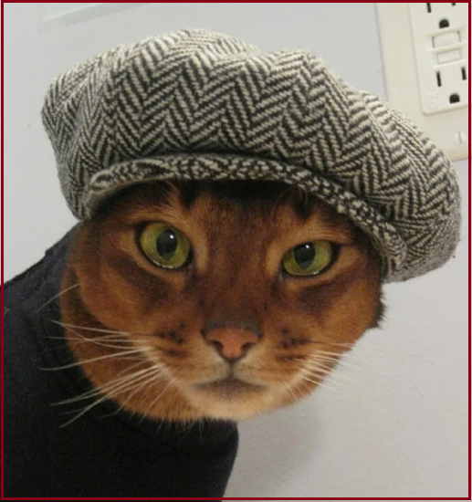 ✔️Котопозитивчик для неуКОТных🤗