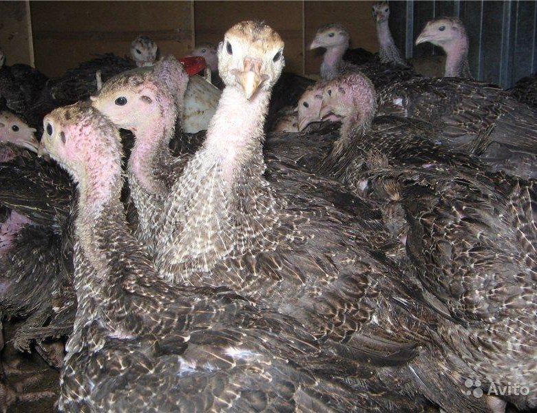 Беда пришла откуда не ждали!