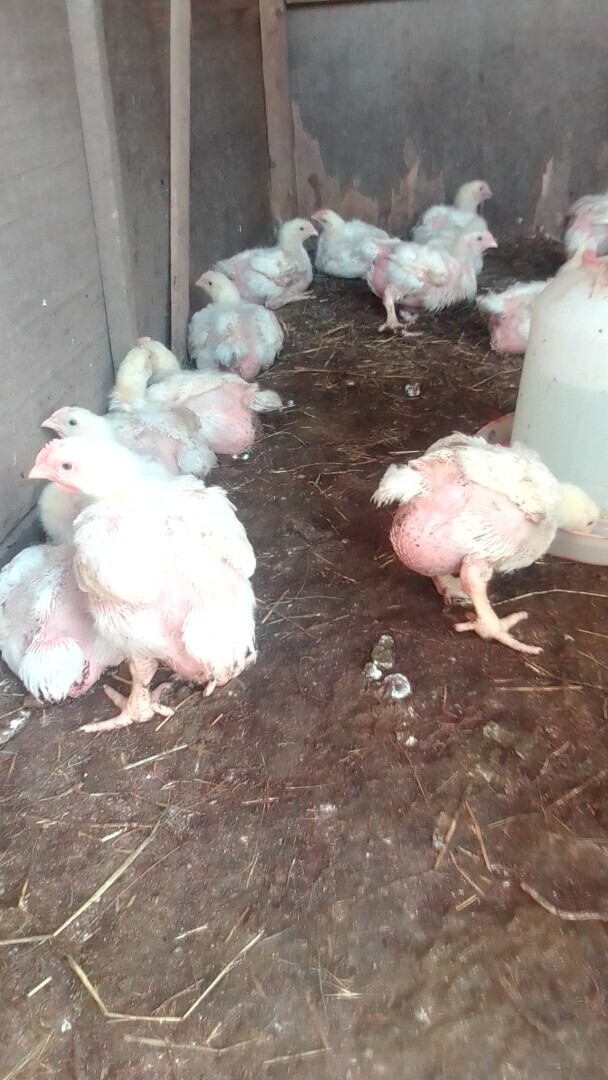 Моё хозяйство в этом году! А есть ли смысл ведения ЛПХ?