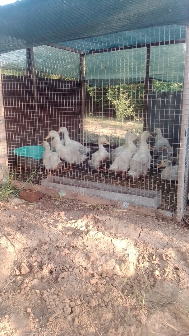 Моё хозяйство в этом году! А есть ли смысл ведения ЛПХ?