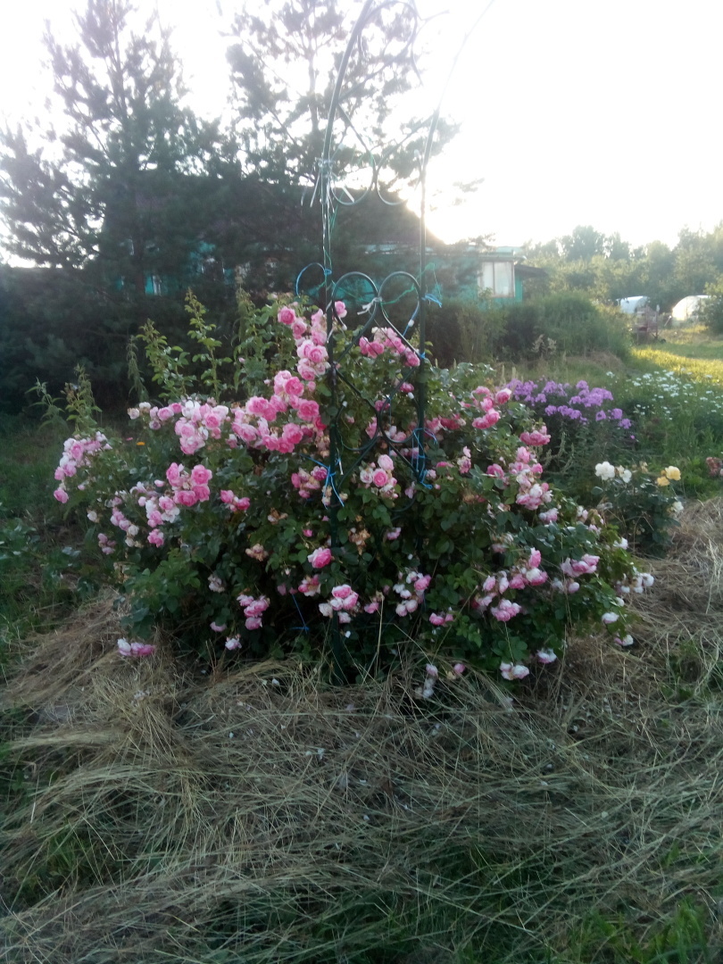 Как мы нашу деревенскую плантацию от сорняков спасаем