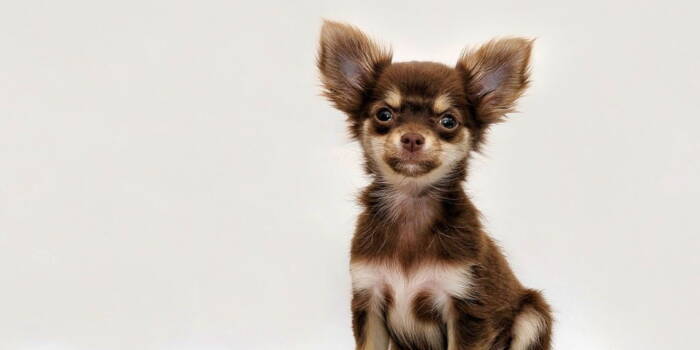 Это не очень хорошая новость - «Миниатюрные» собаки становятся все более популярными