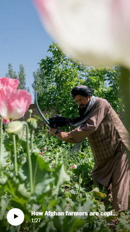 Запрет Талибана на опиум находится под угрозой из-за изменения климата, поскольку альтернативные культуры борются