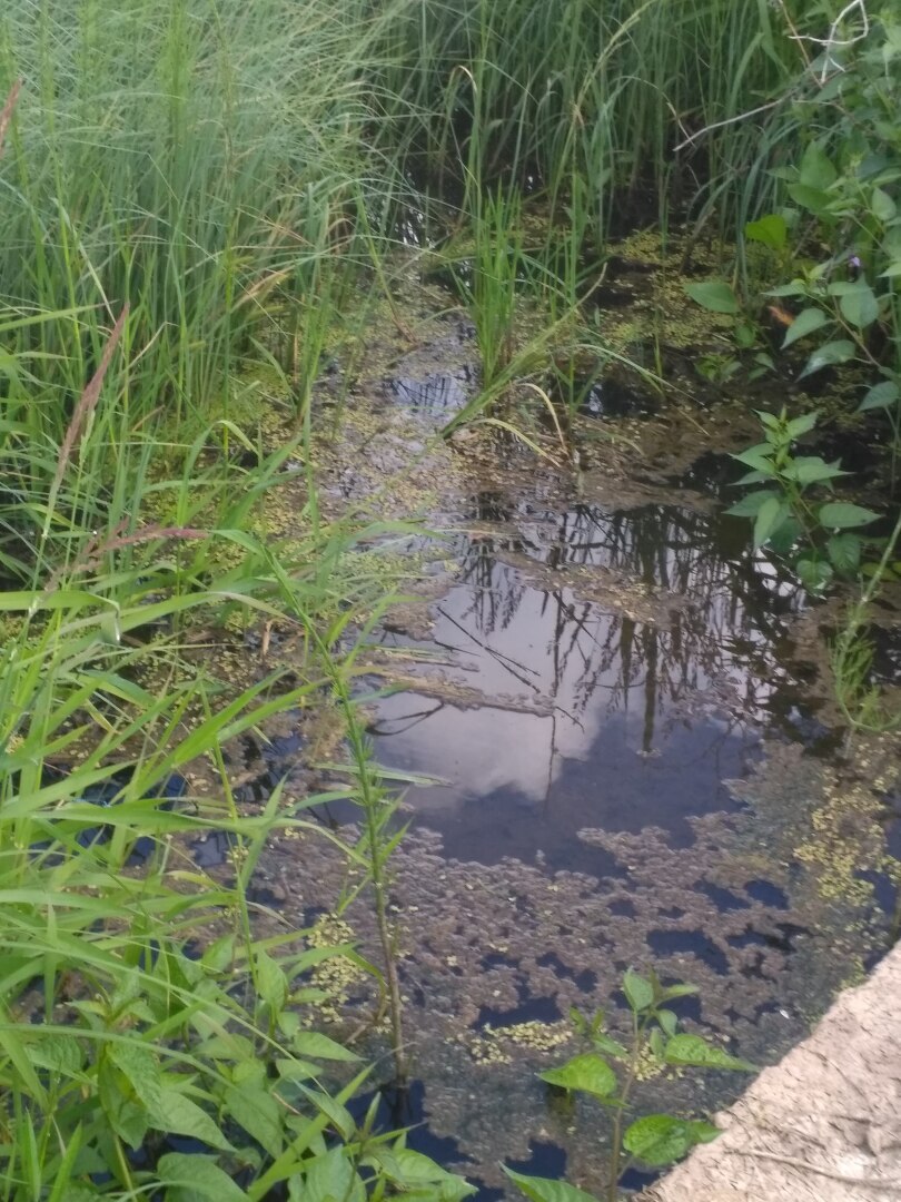 22 июня: на Ивана на Купалу на Руси светлее стало: или как мы отмечаем этот славянский праздник