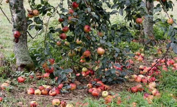 Как предотвратить раннее опадание яблок?