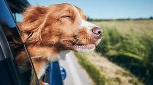 Как помочь собаке, если ее укачивает в машине? Советы и рекомендации