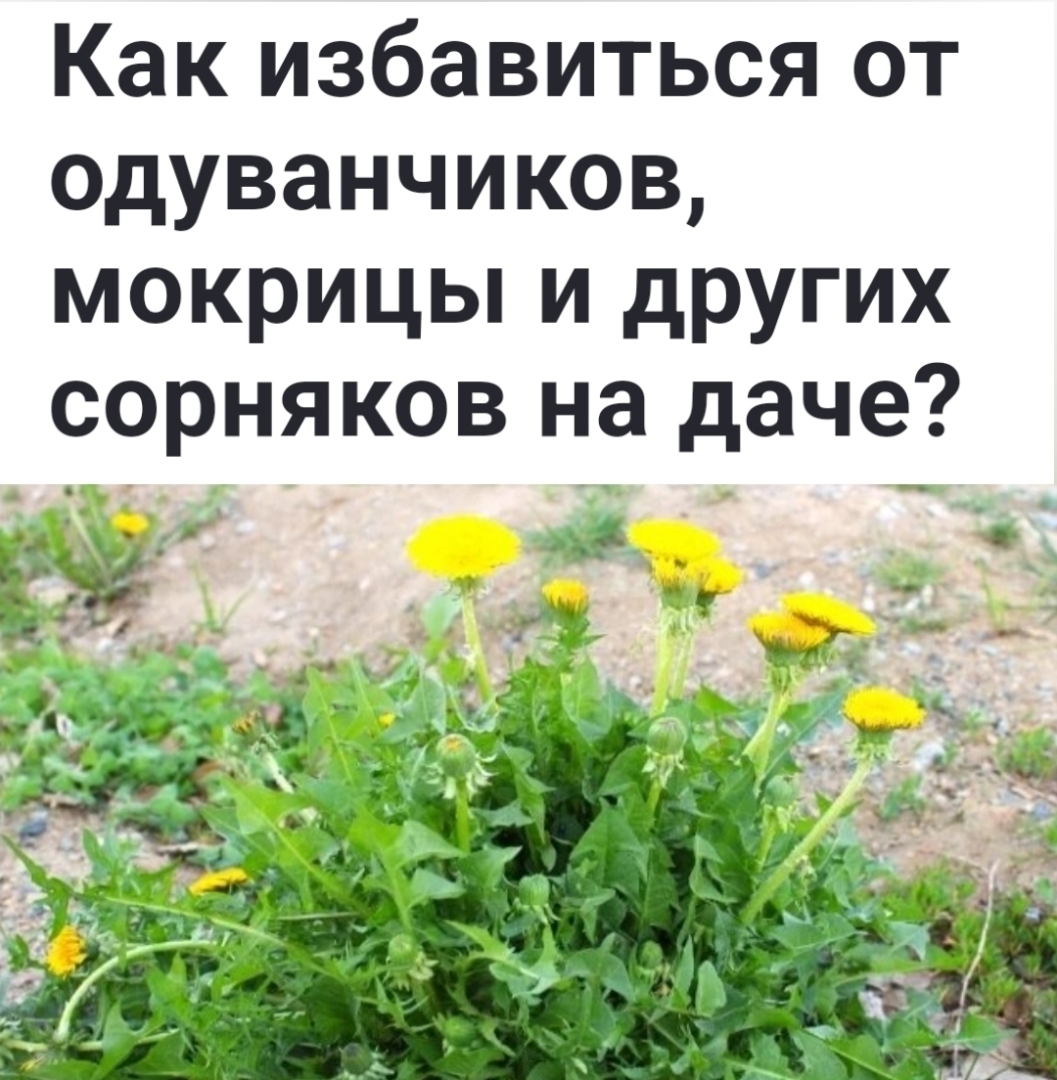 Как избавиться от одуванчиков, мокрицы и других сорняков на даче? Личный  опыт | Муран Владимир, 24 июня 2024