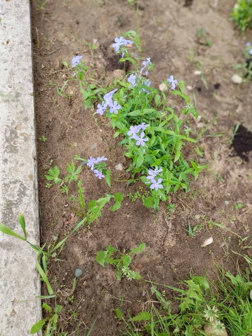 На моем участке в деревне наконец-то зацвели сирень и люпины: красота рядом и личный опыт выращивания