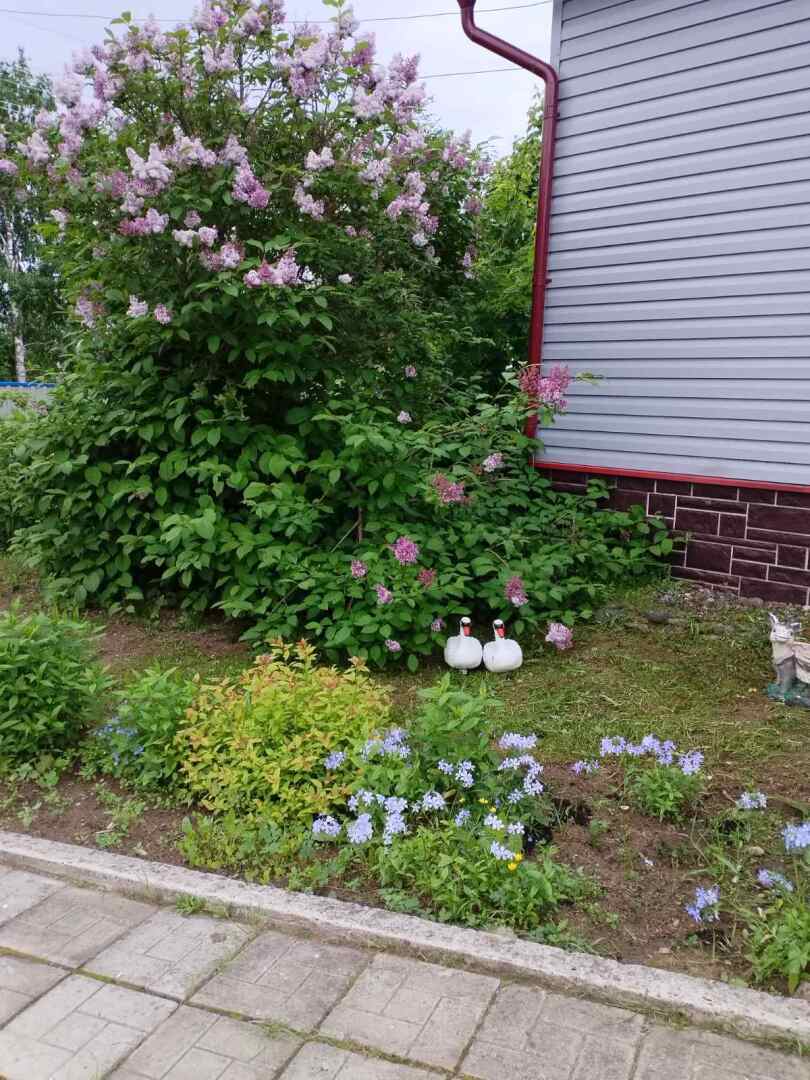 На моем участке в деревне наконец-то зацвели сирень и люпины: красота рядом и личный опыт выращивания