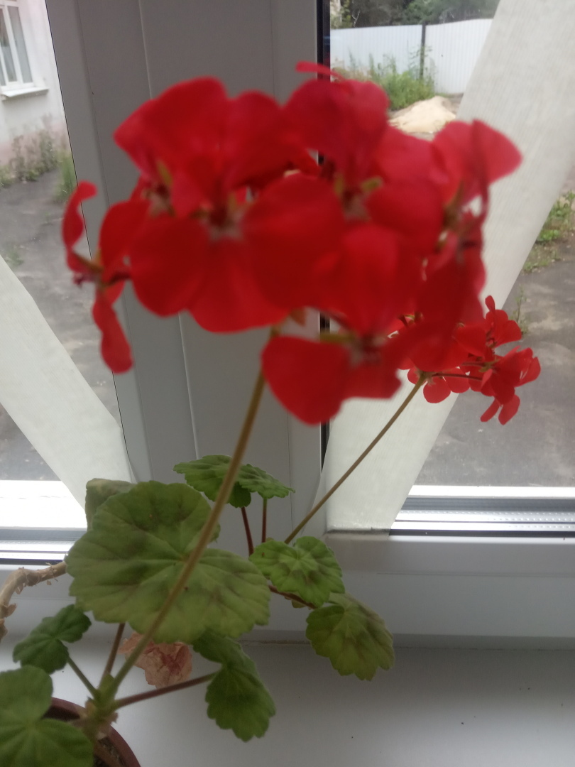 Цветущий оазис в моем доме