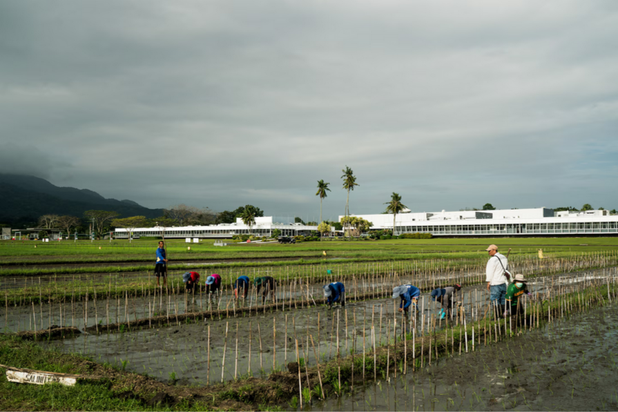 Филиппинам нужен рис, но молодые люди не хотят его выращивать