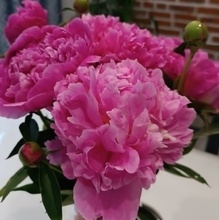 Елена, г. Белый Яр