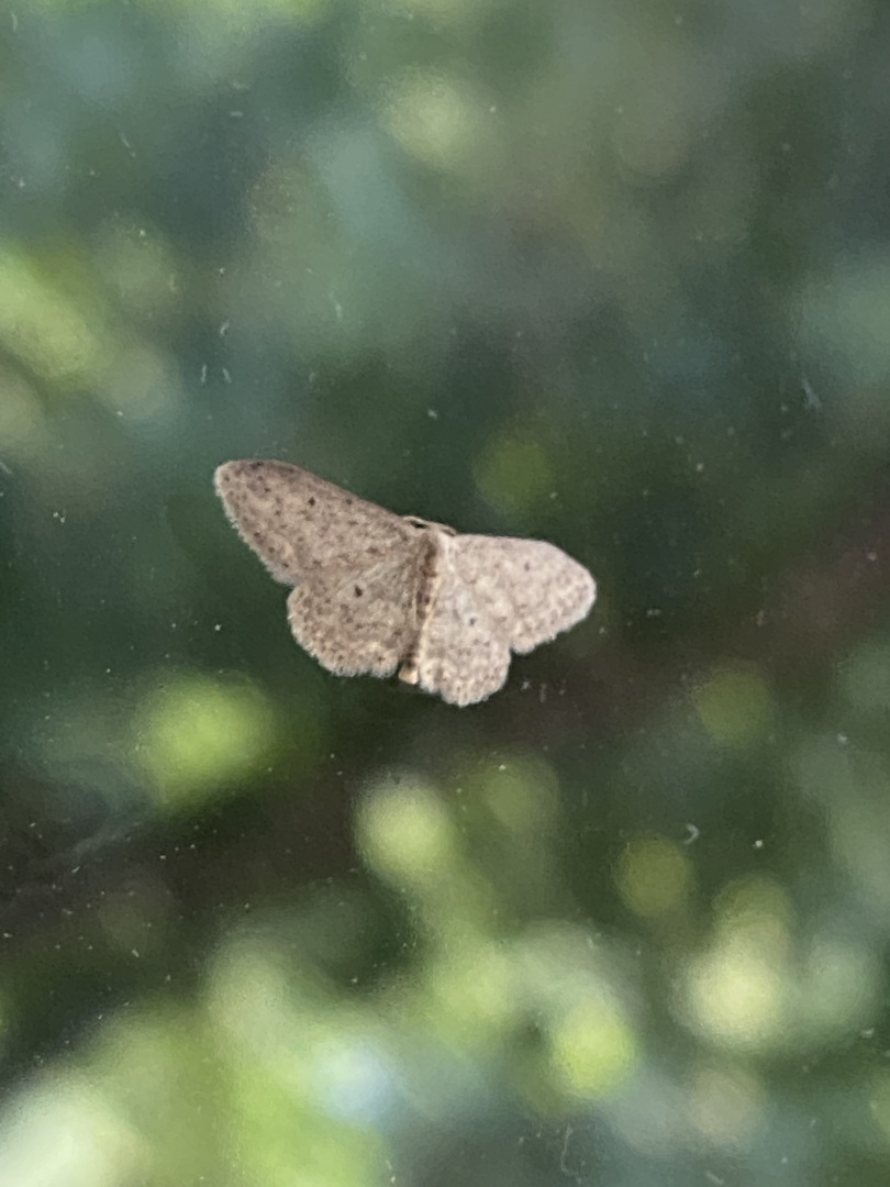 Загадочная Пяденица: Ночная Королева Маскировки