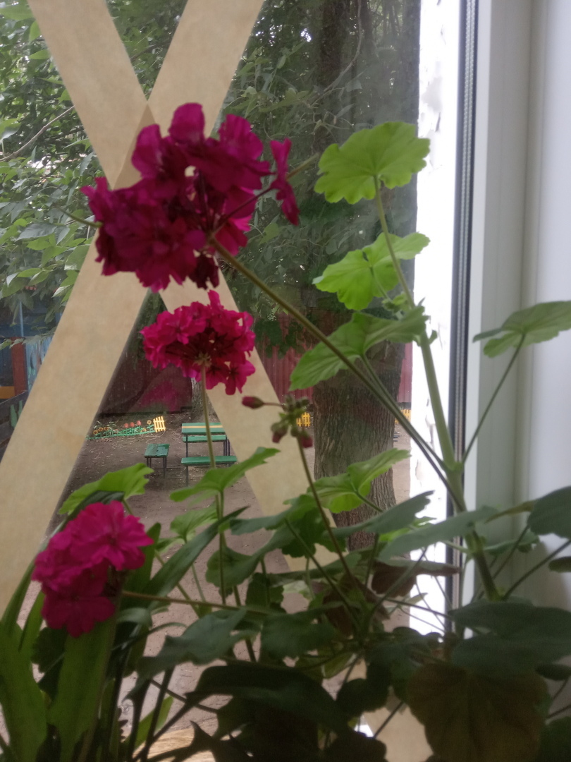 Цветущий оазис в моем доме