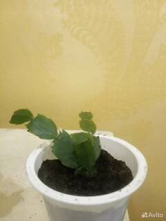 Цветущий оазис в моем доме