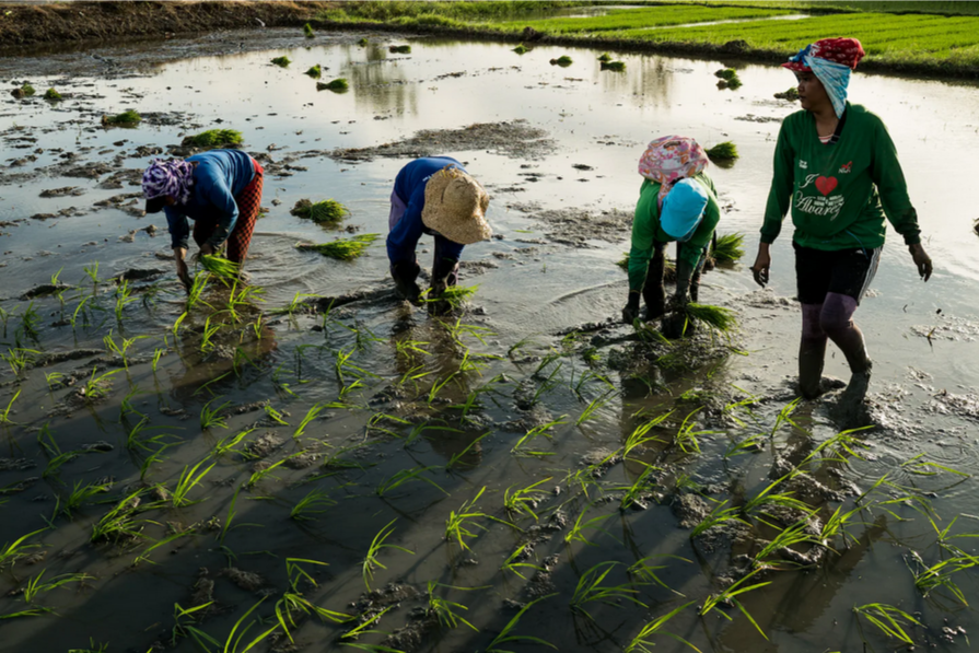 Филиппинам нужен рис, но молодые люди не хотят его выращивать