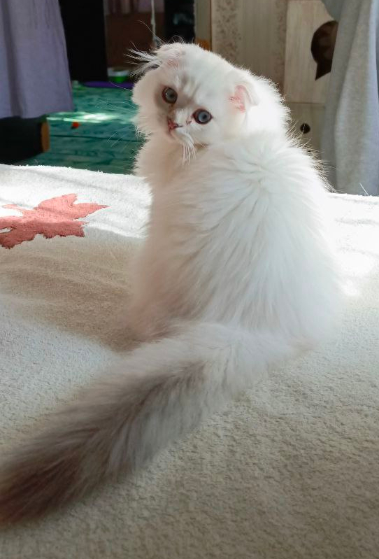 Заводчики и разведенцы. Нужно ли на законодательном уровне регулировать породное разведение животных?