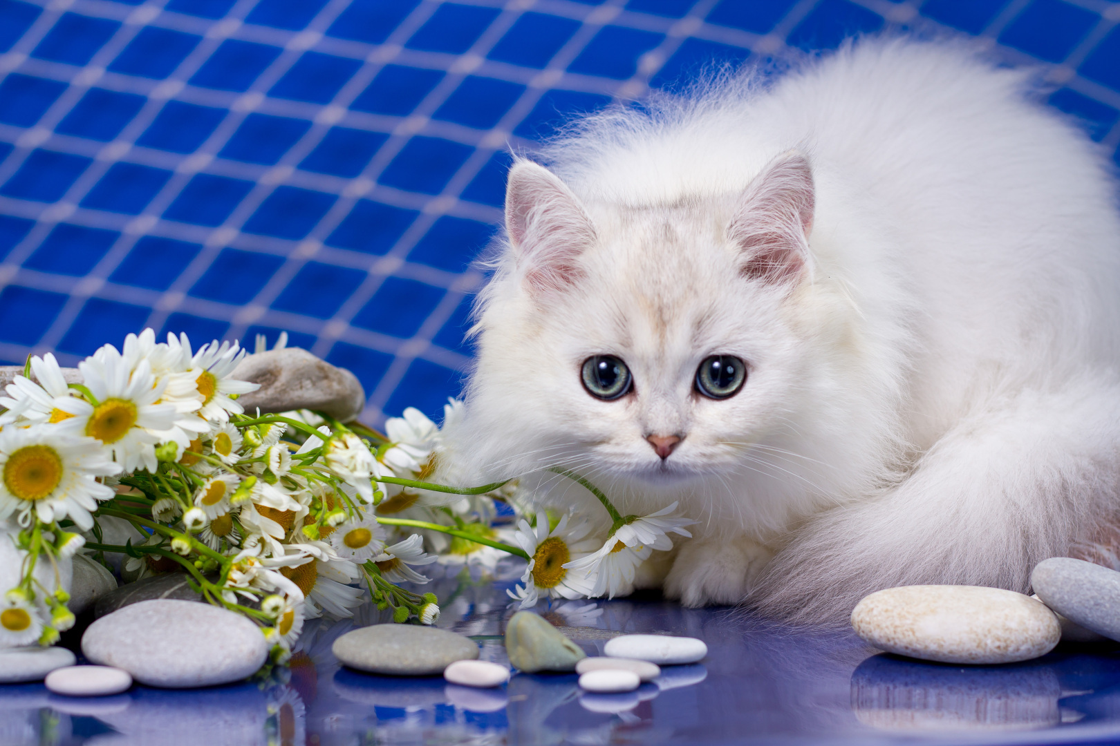 Заводчики и разведенцы. Нужно ли на законодательном уровне регулировать породное разведение животных?