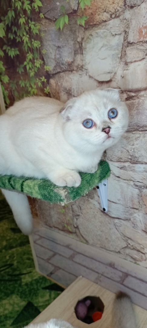 Заводчики и разведенцы. Нужно ли на законодательном уровне регулировать породное разведение животных?