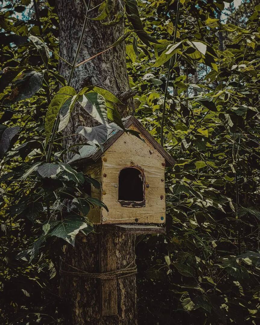 "Щепкинский лес: сердцебиение зелени Ростова-на-Дону
