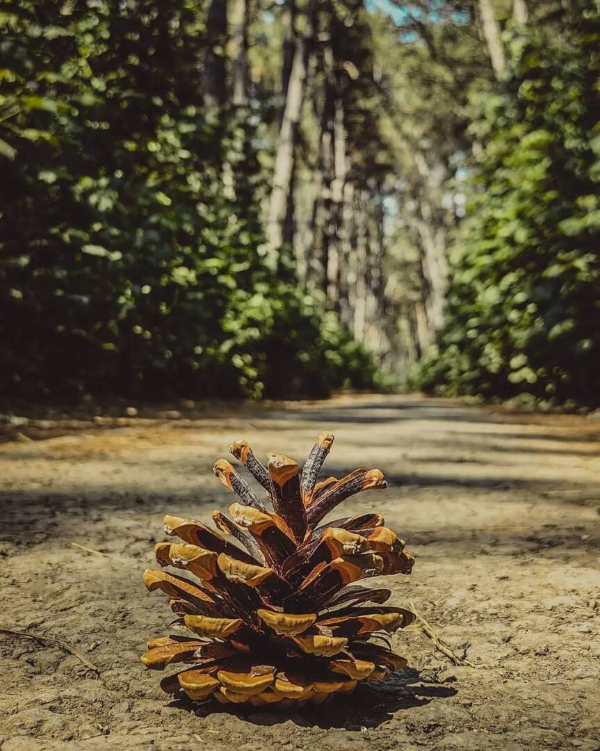 "Щепкинский лес: сердцебиение зелени Ростова-на-Дону