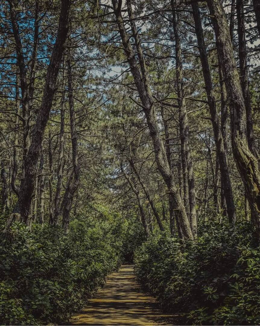 "Щепкинский лес: сердцебиение зелени Ростова-на-Дону