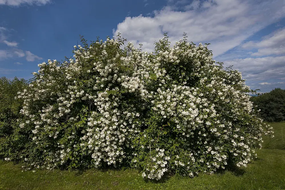 Чубушник))) Он же Philadélphus, он же Филадельфус, он же Северный жасмин, он же Русский жасмин, он же Жасмин, он же самый любимый кустарник в России!
