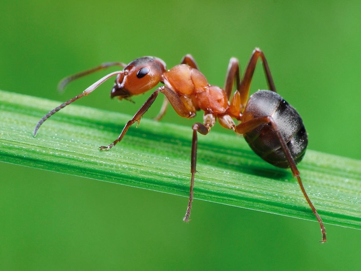 🐜 Как избавиться от муравьев? Забудьте о них навсегда! | Ирина, 27 июня  2024