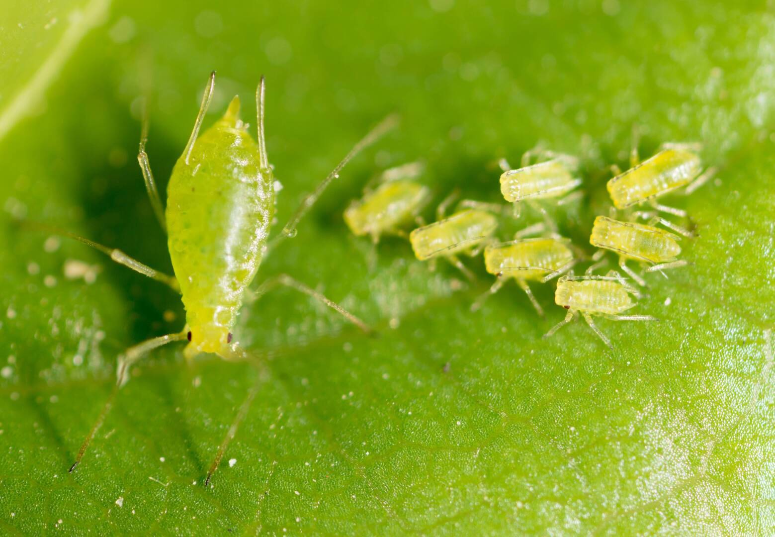 🦗 Как избавиться от тли? Лучшее средство без всякой химии. | Ирина, 27  июня 2024