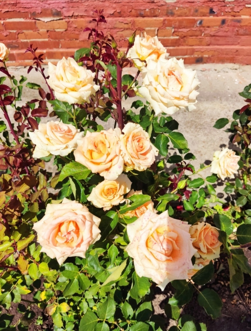 По местам малой родины моей мамы. Город Болхов. Город храмов.