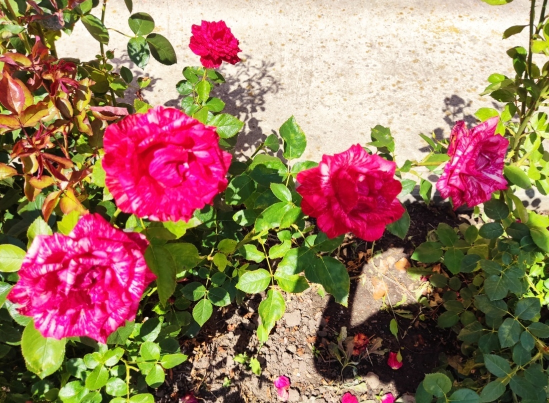 По местам малой родины моей мамы. Город Болхов. Город храмов.