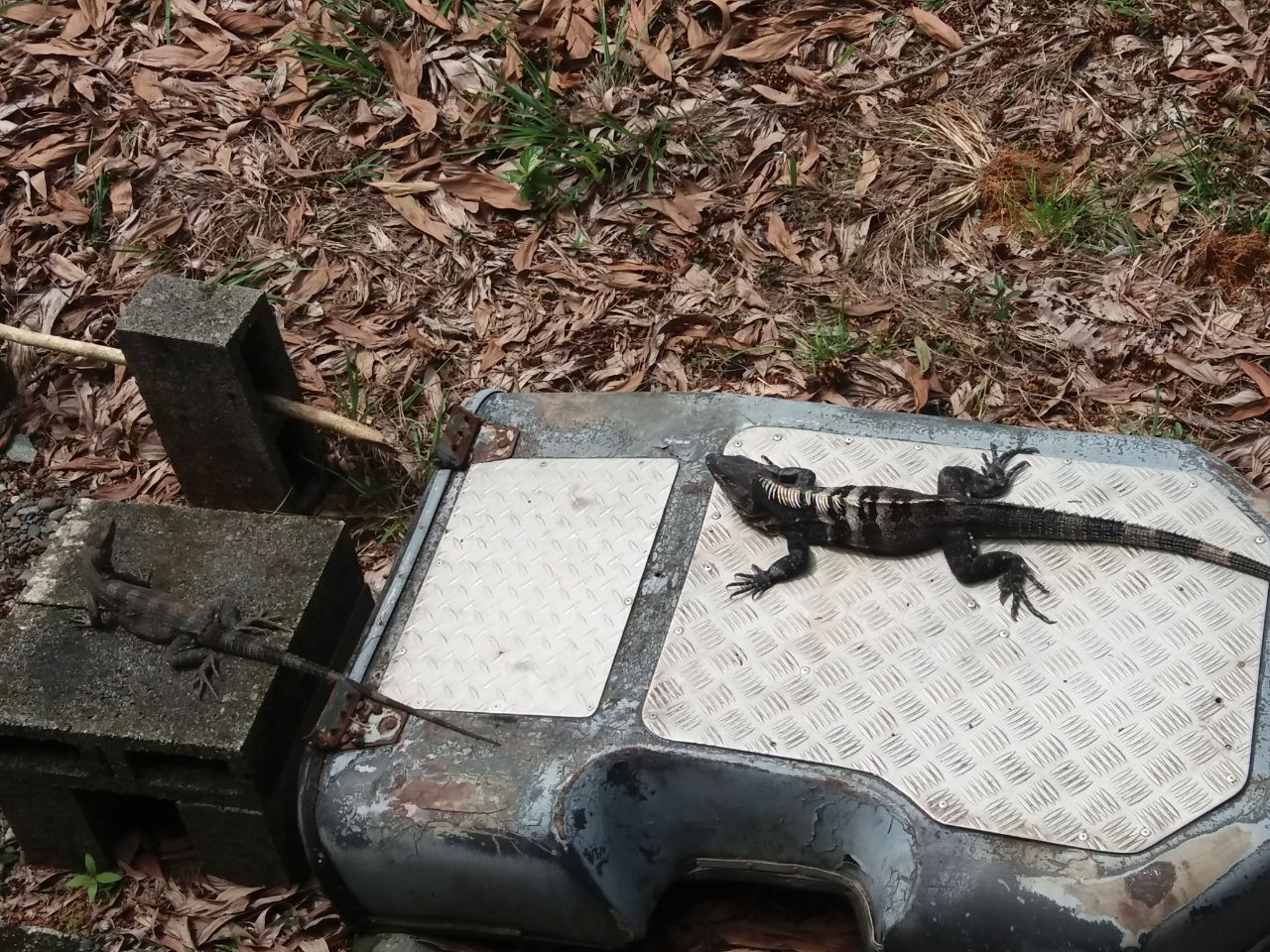 Как я оказался в эмиграции, и почему считаю, что сделанный своими руками дом в автобусе в лесу лучше, чем дворец в мегаполисе