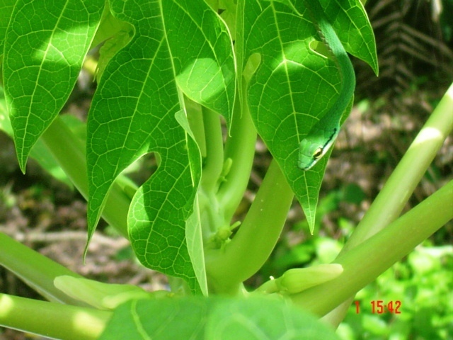 Этой дождливой ночью к нам в окно заглянула очередная змея